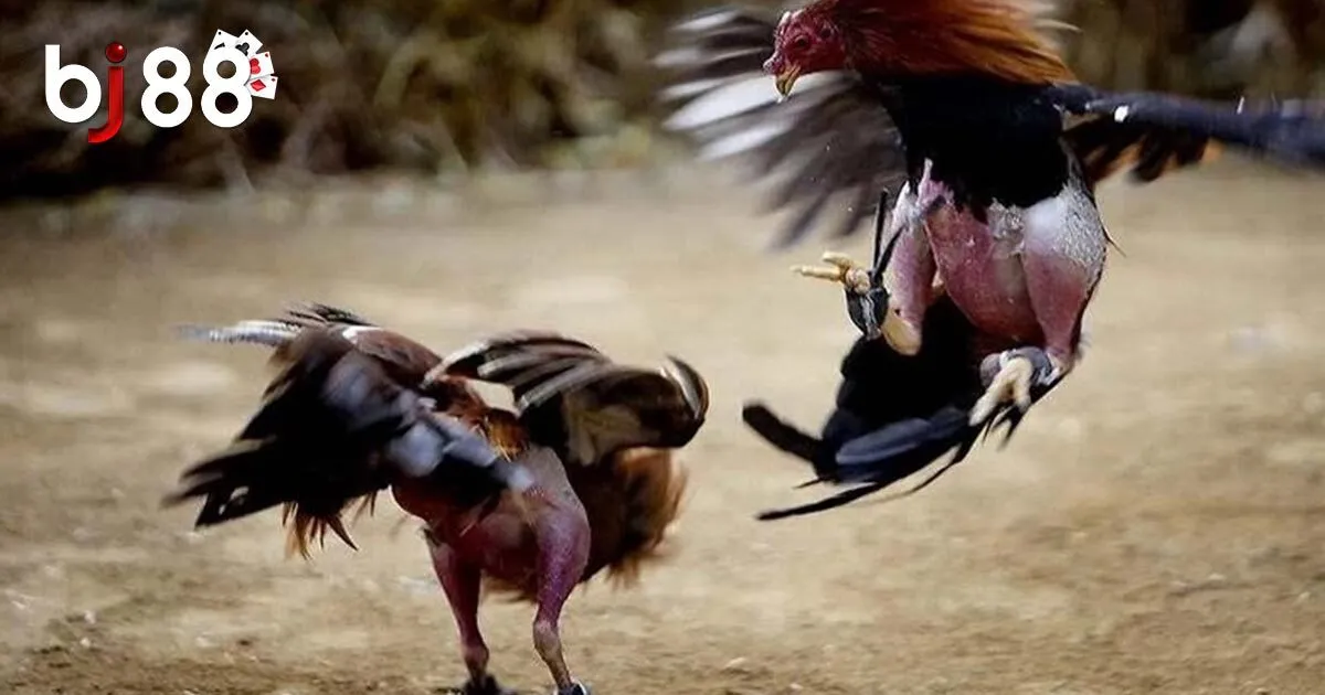 Sức Hấp Dẫn Đá Gà BJ88 Và Hướng Dẫn Tham Gia Cho Tân Binh 4 Bí quyết chơi đá gà BJ88 bất bại từ cao thủ