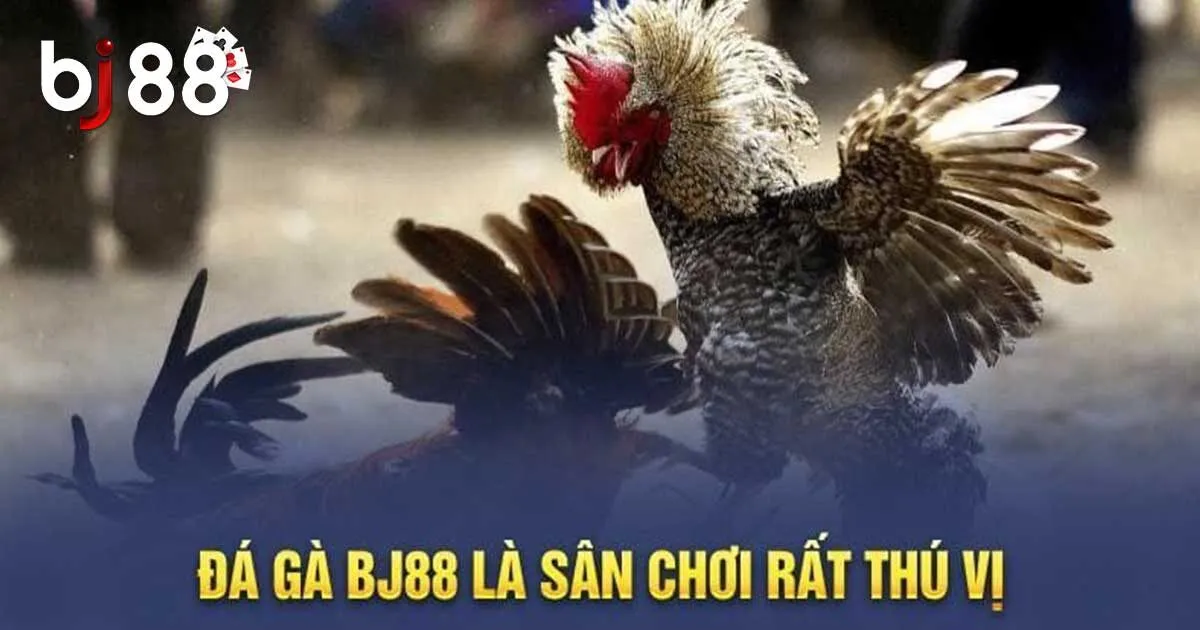 Sức Hấp Dẫn Đá Gà BJ88 Và Hướng Dẫn Tham Gia Cho Tân Binh 3 Tổng hợp các hình thức chọi kê BJ88 hấp dẫn