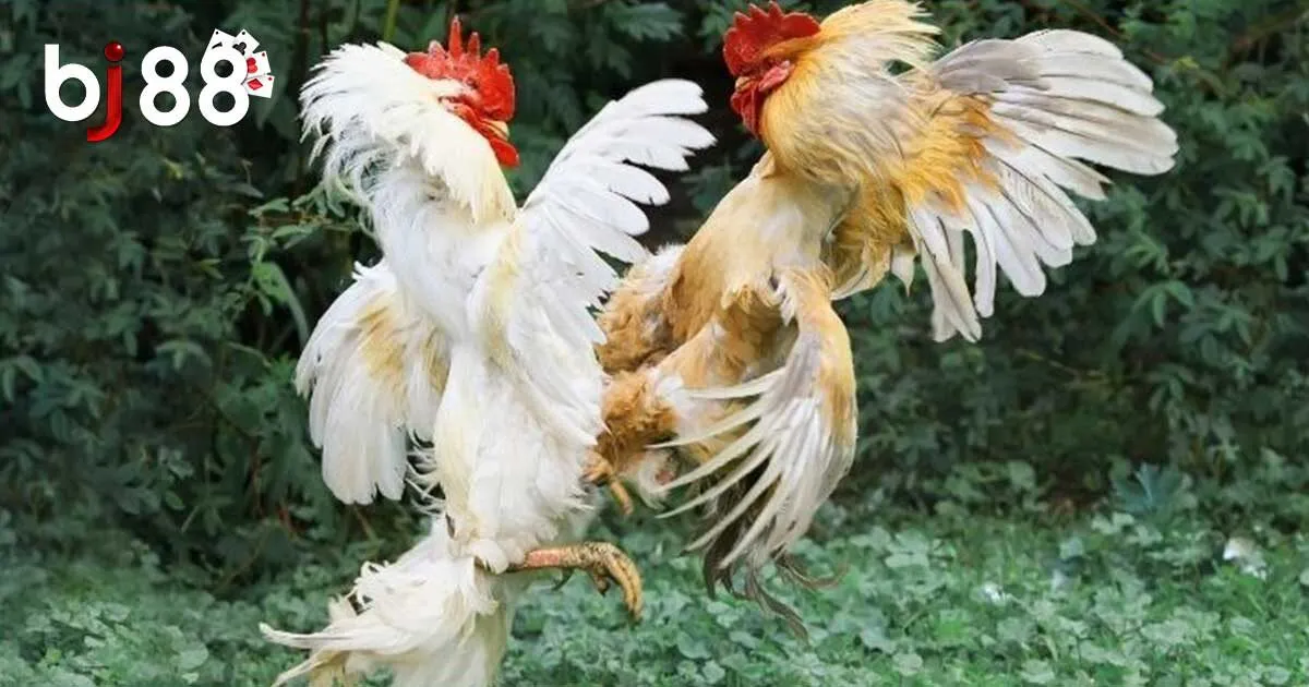 Sức Hấp Dẫn Đá Gà BJ88 Và Hướng Dẫn Tham Gia Cho Tân Binh 5 Hướng dẫn tham gia đá gà BJ88 dễ dàng