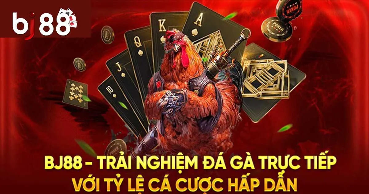 Sức Hấp Dẫn Đá Gà BJ88 Và Hướng Dẫn Tham Gia Cho Tân Binh 1 Giới thiệu đôi nét về sảnh đá gà BJ88