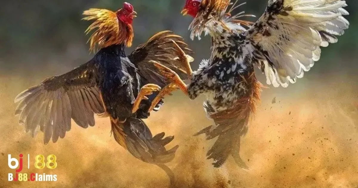 Cách Chọn Gà Đá Hay Tại BJ88 Để Cá Cược Thành Công 4 Các Tiêu Chí Quan Trọng Khi Chọn Gà Đá Uy Tín Trên BJ88