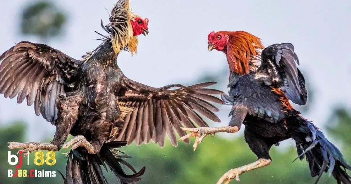 Đá Gà Cựa Sắt Miền Nam Tại BJ88: Cách Chơi Và Quy Tắc 4 Các Trận Đấu Đá Gà Cựa Sắt Miền Nam Hấp Dẫn Trên BJ88